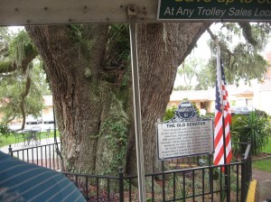 400 year old Oak tree